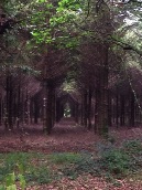 Symmetrical woods 
near Santiago

