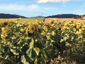 Sunflower field with whimsical face